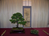 Professional bonsai exhibit MABS 2011 PIE